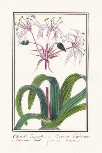 Crinum Erubescens Amaryllis Blume flower Botanik botany Aquarell drawing 1830 - Bild 1 von 1