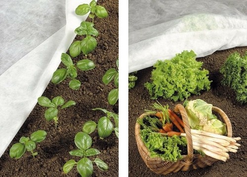 Teli Protettivi Invernali Per Piante Maniver Agricova Telo Protettivo Non Tessuto - 30gr 1.6x10 Mt Per Orto E Giardino Telo Piante 30gr - Foto 11
