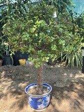 Jade Bonsai Tree Live Portulacaria Afra Succulent Elephant Bush 14'' inch