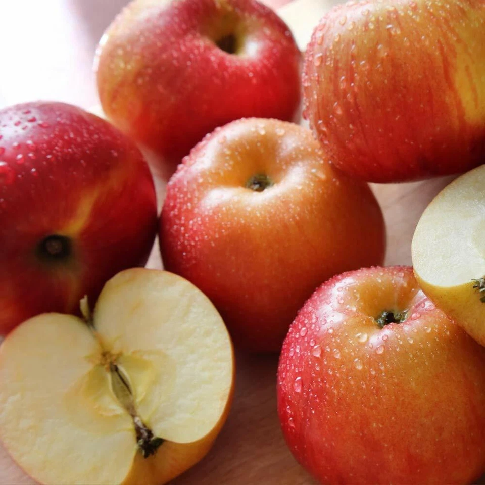 T&M Apple Braeburn Garden Fruit Plant Hardy Tree Easy to Grow Malus 9cm Pot - Image 2 of 4