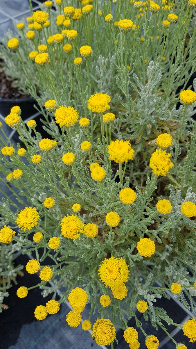 Helichrysum italicum Serotinum Plante Curry Immortelle Grand Format 4L