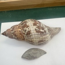 Fasciolaria tulipa 159,0 mm Fundstück auf Sanibel 