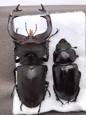 Lucanus cervus judaicus 91-2mm 53-4mm Big pair - Turkey