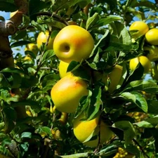 40 Yellow Delicious Apple Tree Seeds - FRESH SEEDS