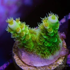CB Sin City Acropora - Live Coral Frag