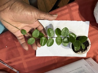 Hoya Mathilde Splash Wax Plant
