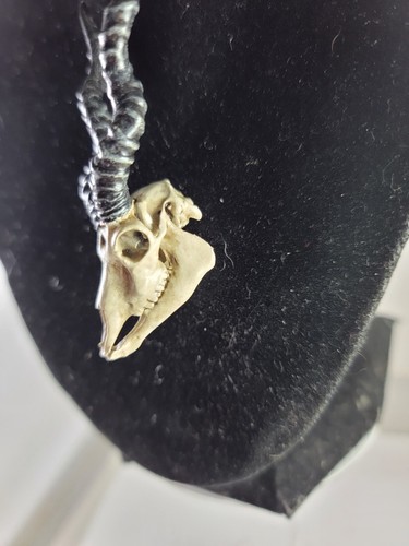 Collar Negro Buck Antílope Grado Museo 3D Réplica Cráneo Hueso Euromount Estilo - Imagen 5 de 9