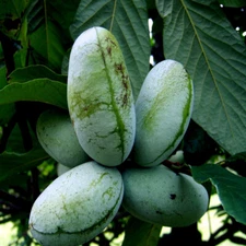 STRATIFIED PAW PAW FRUIT TREE SEEDS (Asimina Triloba) INDIAN BANANA Hardy Plant