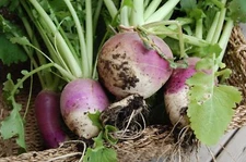 Purple Top White Globe Turnip Seeds, NON-GMO, Variety Size Packets, FREE SHIP