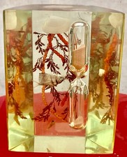 INCLUSION RÉSINE SABLIER POISSON COQUILLAGE CORAUX MER  Dlg Pierre Giraudon -N°1