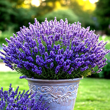 800 LAVENDER VERA SEEDS PERENNIAL SPRING MOSQUITO PEST REPELLENT FREE SHIPPING