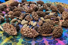 30Med+ 30Sm Organic Magnolia Tree Pods Heat Treated Pet Reptile Vivarium Isopods