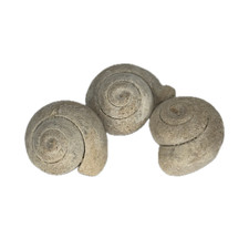   3x Pseudolivella (20mm)   Fossil Schnecken ...