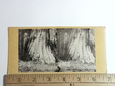 James Mason Hutchings Standing Mariposa Big Tree Stereoview E&HT Anthony c1859