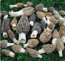 Morel Mushroom - Spawn - Garden Grow Kit - Covers 6' X 6' Area