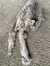 Wild Lynx Hide Pelt Fur Tanned Ultra Plush Real Log Cabin Decor Art Canadian