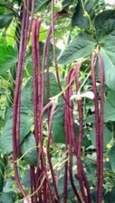 10 Purple-red Yard Long Bean seeds Asian beans USA