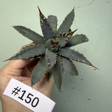 Sale Rare plant Cacti Agave utahensis var. nevadensis WYSIWYG Boutique Decor