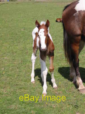 Photo 6x4 Foal in paddock Canterbury/TR1457 Not exactly a geograph but u c2008
