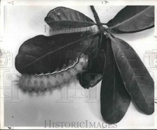 1959 Press Photo Io Moth Caterpillar Eating Pittosporum Leaves