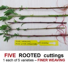 Willow Tree ROOTED cuttings FINER WEAVING baskets living sculptures wreath