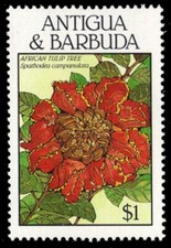 ANTIGUA 1131 - African Tulip Tree 