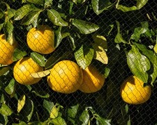 YUYIUS Obstbaumnetz 3x3 M – Insektennetz Mit Reißverschluss, 60 Maschen, Für Beeren & Bäume