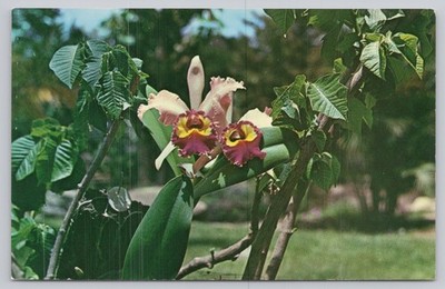VENEZUELA Flor de Mayo Orchid Postcard Caracas National Flower Unposted