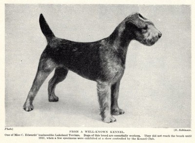 Lakeland Terrier ''Stacked'' - 1934 Vintage Dog Art ''Photo'' Print - CUSTOM MATTED