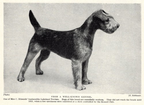 Lakeland Terrier "Stacked" - 1934 Vintage Dog Art "Photo" Print - CUSTOM MATTED