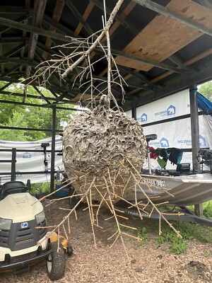 bald faced hornets nest