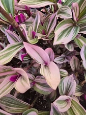 5 Rare Pink Wandering Jew, Tradescantia Nanouk Plant   3" to 5" Live Cuttings