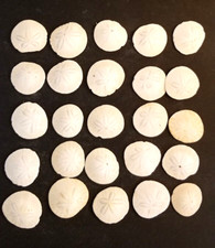 SAND DOLLAR SHELL Lot of 25 US Coast Ocean Seashells 2.25"- 3"