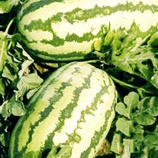 10 Jubilee Watermelon Seeds NON-GMO Heirloom 25-40 lbs heat tolerant
