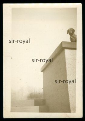 Dachshund on Wall Protrusion - 1930s - Teckel Dachshund Dog - Photo 6x9cm
