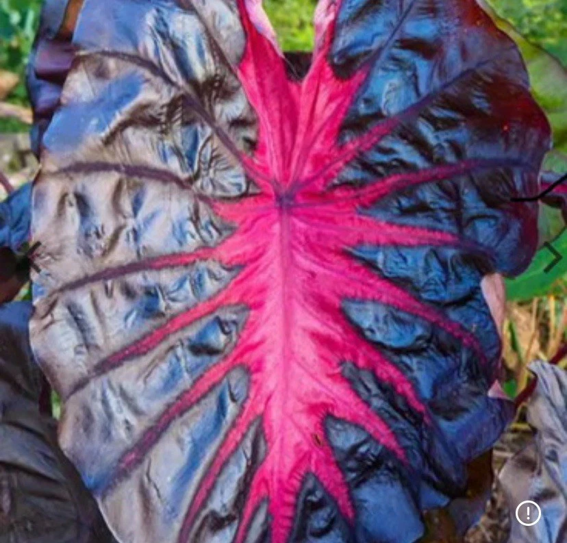 singender kaktus em Tanzender und singender kaktus mit 120 Liedern main image 0