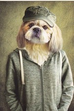 Funny Art Card DOG * DOG * POP ART SHIH TZU Postcard