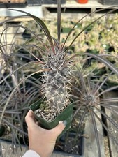 Pachypodium Lamerei rare succulents cacti In 4 Pot