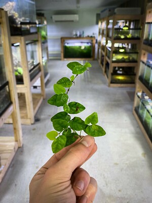 Ficus pumila (Creeping Fig) - Dart Frog Vivarium/Terrarium Plants - Stem  Cutting | eBay
