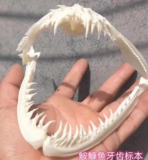 1Pcs Real Skull Anglerfish Fish Mouth Bone Skull Animal Skull Specimen 10-13cm