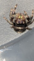 Jumping Spider 14