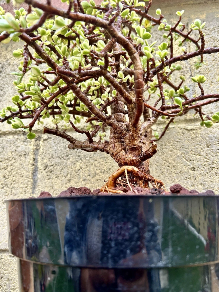 akadama bonsai soil Bonsai Volcanic Substrate (Akadama substitute) main image 1