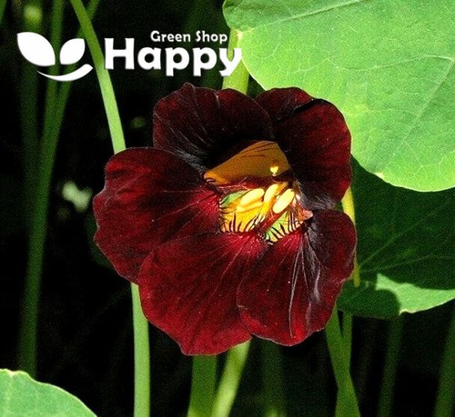 CLIMBING FLOWERS - Vines - Thunbergia Morning Glory Sweet Pea - Flower seeds - Picture 17 of 121