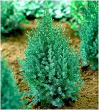 2 Litre | Dwarf Conifer Juniperus Chinensis 'Pyramidalis' | Shrub