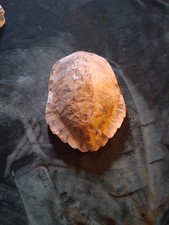 12 Inch Late 1800s Turtle Shell Some Damage Bit Still Ok