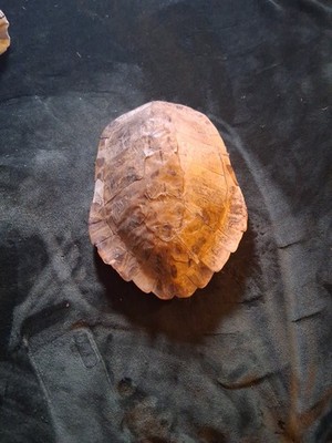12 Inch Late 1800s Turtle Shell Some Damage Bit Still Ok