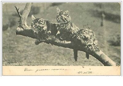 CHATS.n°1942.TROIS CHATONS SUR UNE BRANCHE