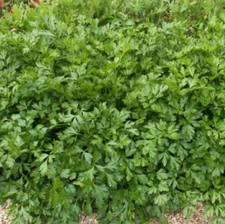 4000 Italian Giant Parsley Seeds, Heirloom, Flat-Leaf Parsley (4,000 Seeds)