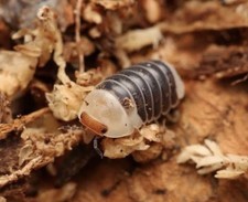 6ct LIVE     Castle Black Duckies    RARE HTF isopods springtails reptile LAG