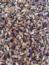 Pomegranate Seeds - 25 Per Order - Free Shipping!